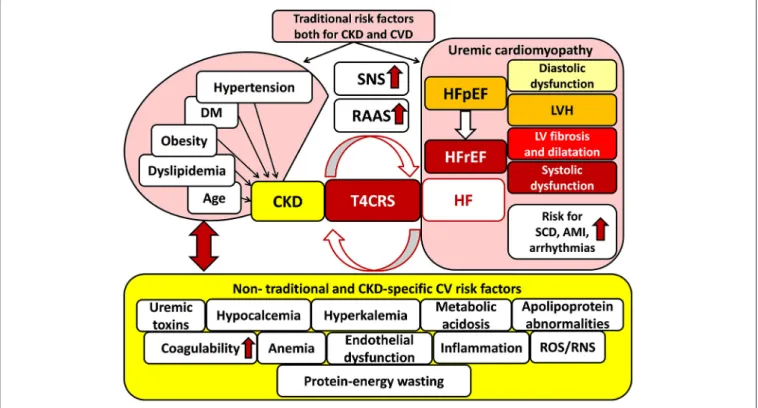 FIGURE 1 | Traditional and non-traditional cardiovascular risk factors for T4CRS. AMI, acute myocardial infarction; CKD, chronic kidney disease; CVD, cardiovascular disease; DM, diabetes mellitus; HF, heart failure; HFpEF, heart failure with preserved ejec