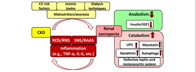 FIGURE 2 | Interplay between chronic kidney disease and sarcopenia. CKD, chronic kidney disease; CV, cardiovascular; IGF1, insulin-like growth factor 1; IL-6, interleukin-6; RAAS, renin–angiotensin–aldosterone system; RNS, reactive nitrogen species; ROS, r