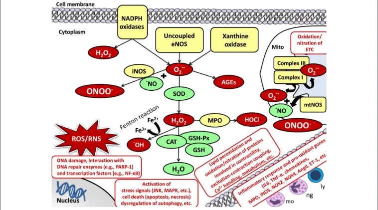 FIGURE 3 | Oxidative/nitrative stress and cellular damage in the heart and skeletal muscle