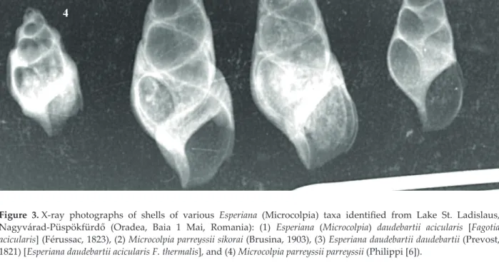 Figure 3. X-ray  photographs  of  shells  of  various  Esperiana  (Microcolpia)  taxa  identified  from  Lake  St
