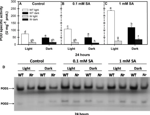 Fig. 10. Speciﬁc activity of guaiacol peroxidase (POD) in the leaves of wild type (WT, open columns) and ethylene receptor mutant Never ripe (Nr, latticed columns) tomato plants treated with 0.1 mM or 1 mM SA for 24 h in the presence or absence of light (□