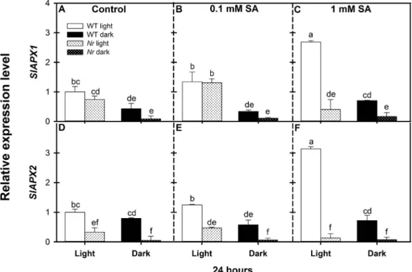 Fig. 8. Changes in relative expression levels of SlAPX1 and SlAPX2 genes in the leaves of wild type (WT, open columns) and ethylene receptor mutant Never ripe (Nr, latticed columns) tomato plants treated with 0.1 mM or 1 mM SA for 24 h in the presence or a