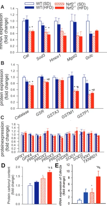 Figure 1.  Nrf2 deficiency exacerbates obesity-induced oxidative stress. Effects  of Nrf2 deficiency and obesity on expression of known Nrf2 target genes at  the mRNA (A; quantitative polymerase chain reaction data) and protein (B; 