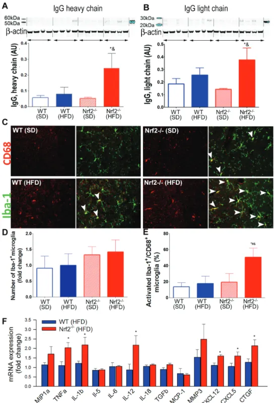 Figure 3.  Nrf2 deficiency exacerbates obesity-induced disruption of the blood-brain barrier and promotes neuroinflammation
