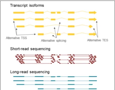 FIGURE 2 | Long-read RNA sequencing provides contig information about transcript isoforms