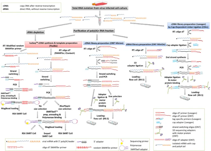 Figure 2: Comprehensive experimental workflow of the PacBio and MinION sequencing.