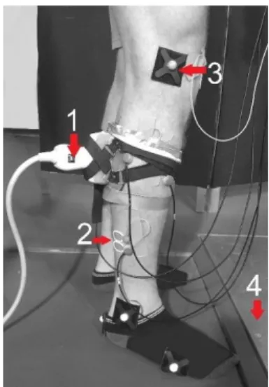 Figure 1. Example set up of the measurment. 1. ultrasound 2. EMG electrodes 3. reflective  markers 4