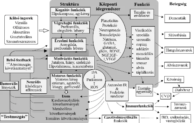 2. ábra: A testmozgás neurobiológiája (Dishman és mtsai 2006 nyomán) 