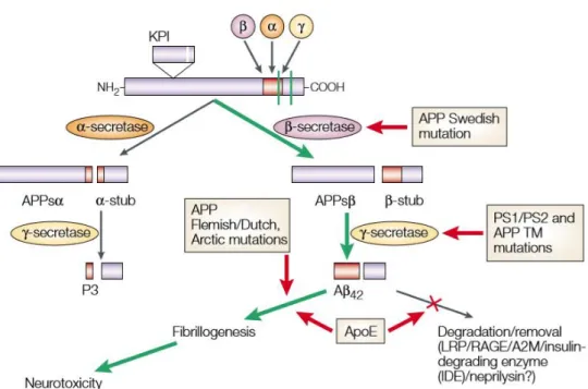 Figure 3. Route of amyloid processing 