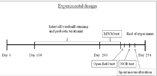 Figure 6. Experimental timeline 