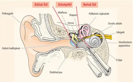 1. ábra. Az emberi halló- és vesztibuláris rendszer elhelyezkedése a cochleában   (Fonyó 2011, p