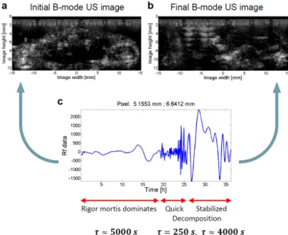 Figure 2.7: Long-term tissue effects from an image sequence of 36 hours with 5 minutes temporal resolution