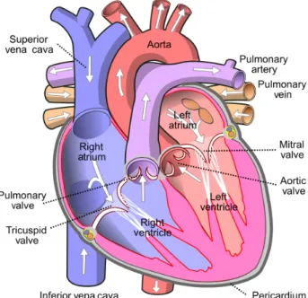 Figure 2.1: Structure of the heart.