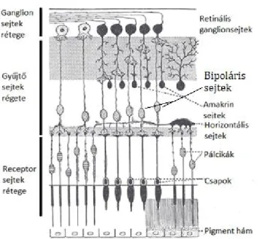3. ábra Emberi retina felépítése ( [22] ábrája és [14] leírása alapján) 