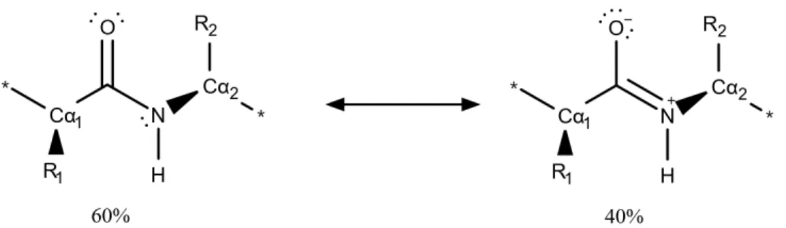 7. ábra: A peptidkötés két határszerkezete. A C i -N i+1  kötés kettőskötés jellege miatt Cɑ i  - C i  - N i+1  - Cɑ i+1