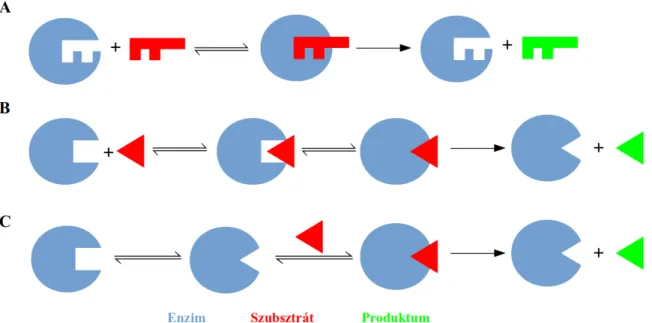 8. ábra: Enzimreakciók lehetséges mechanizmusának sematikus ábrázolása.  A: Az Emil Fischer-féle kulcs-zár  modell