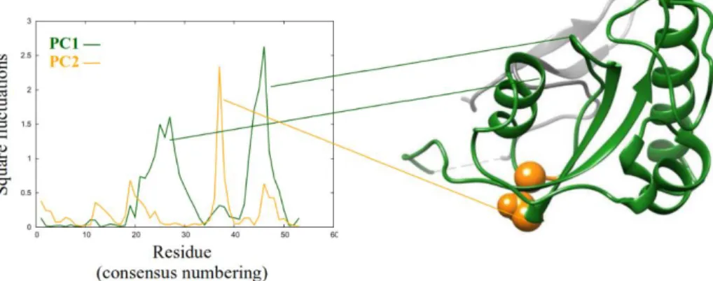 Figure 6: square fluctuations of the first two principal components, resulting from the principal  component analysis carried out on the investigated ensembles combined with 100 experimentally  determined  structures  of  parvulins