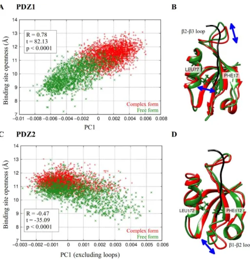 Figure  1:  investigation  of  interdomain  motions  of  the  PDZ1-2  tandem.  The  openness  of  the  binding site is measured by the distance between the Cα atoms of residues Leu77 and Phe77 in  PDZ1, and Leu172 and Phe112 in PDZ2