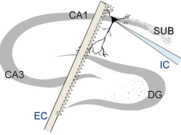 Figure 8: Schematics of the intra- and extracellular recording arrangements in the hippocampal CA1 pyra- pyra-midal region.