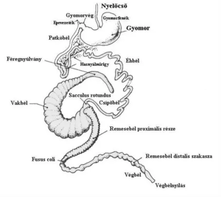 A nyúl emésztőrendszerének (2. ábra) fontos egysége a gyomor; amely  jellemzően gyengén izmos falú és mindig részlegesen telített; a többi gazdasági  állatfajjal összehasonlítva relatíve nagy, az emésztőcsatorna űrtartalmának kb