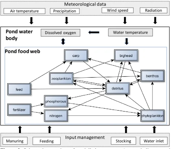 Figure  2.  Schematic overview of  modelled  processes. Arrows  indicate  pond  food web relationships and environmental impacts