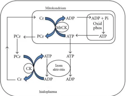 1. ábra. A kreatin (Cr) az oxidatív foszforiláció (Oxid Phos) során keletkező adenozin- adenozin-trifoszfát  (ATP)  révén,  a mitokondriális kreatin-kináz (MtCK) enzim  által katabolizált  reakcióban  kreatinfoszfáttá  (PCr)  alakul  a  mitokondriumban,  m