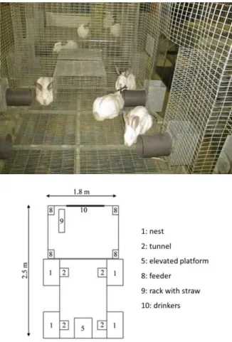 Figure 3: Group-housing system tested in France  (Mirabito et al., 2005a) 