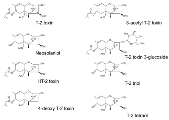 3. ábra: A T-2 és ismert metabolitjainak szerkezete  