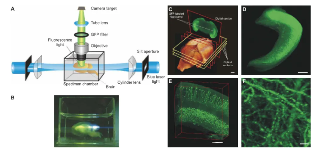 Figure 1.17: Imaging adult mouse brain with light-sheet microscopy.. (A) Schematics of the ultramicroscope for brain imaging