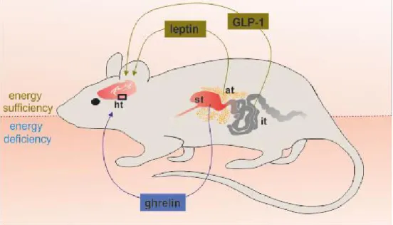 Figure  3.  Metabolic  factors  affecting  the  hypothalamic  regulation  of  reproduction