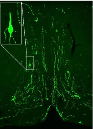 Figure 5. GnRH-GFP neurons and fibers  in the organum vasculosum of the lamina  terminalis