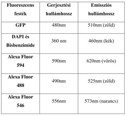 1. táblázat A munka során felhasznált fluoreszcens festékek gerjesztési és emissziós maximumai 