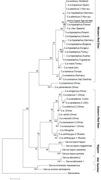 1. ábra. Gímszarvasok filogenetikai fája mitokondriális citokróm b gén szekvenciák alapján  (Forrás: Olivieri et al
