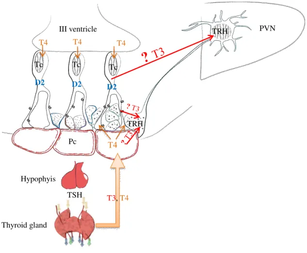 Figure 2 Schematic illustration of thyroid hormone negative feedback mechanism 