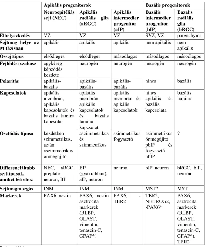 1. táblázat: Az agykéreg szerveződésében szerepet játszó idegi ős és progenitor tulajdonságainak összefoglalása 