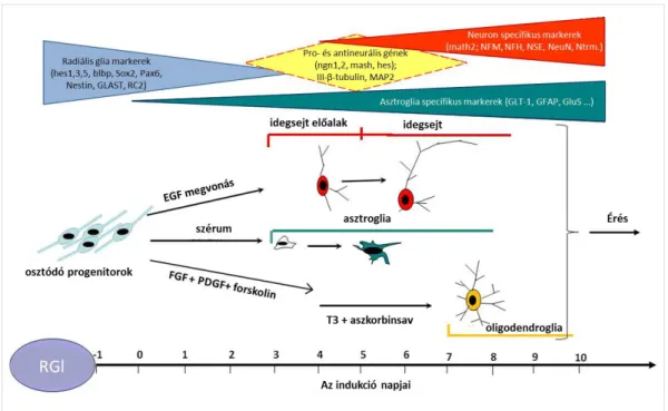 7. ábra: Radiális glia jellegű sejtek neurális fejlődésének lépései ([3] nyomán) 
