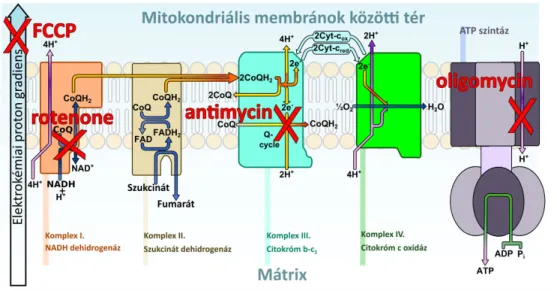 8. ábra: A mitokondriális blokkolok hatása 