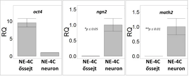 9. ábra: Az őssejt specifikus (otc4), a proneurális (ngn2) és a  neurális (math2) gének expressziójának változása  neurális  differenciáció  hatására  NE - 4C  őssejteken  és  belőlük  differenciálódott  (10  napos)  NE-4C  neuron  tenyészetekben (n=3).