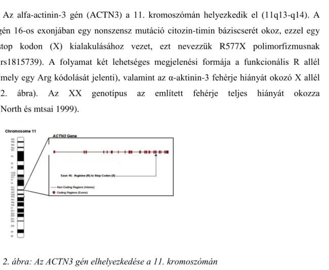 2. ábra: Az ACTN3 gén elhelyezkedése a 11. kromoszómán  (http://kohlmanngen677s13.weebly.com/dna.html) 