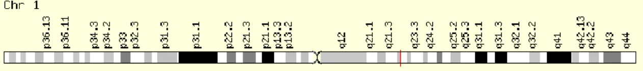 Az osteocalcin gén az 1. kromoszóma hosszú karján helyezkedik el (1q22) (5. ábra). A  gén  1-es  exonjában  alakul  ki  a  polimorfizmus  egy  citozin-timin  báziscsere  nyomán  a  198