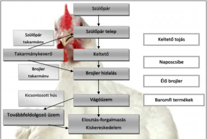 4. ábra. A vertikális integráció felépítése a baromfiszektorban 