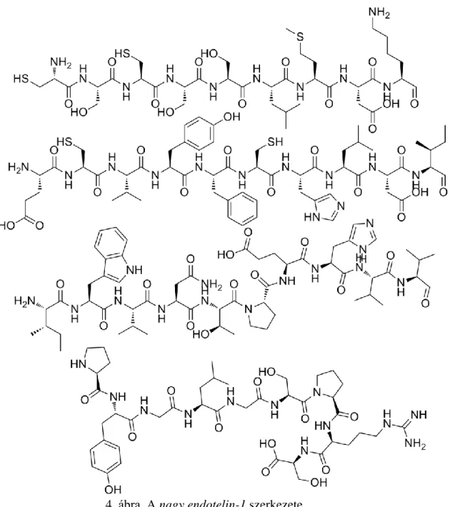 4. ábra. A nagy endotelin-1 szerkezete  