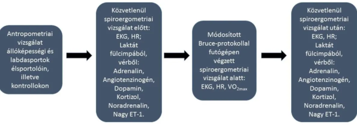 8. ábra. A vizsgálatainkban mért paraméterek összefoglalása  