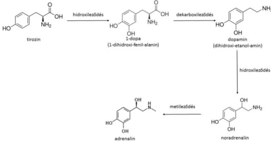 A DA, A és NA tirozinból történő bioszintézisének lépéseit az 1. ábra mutatja. 