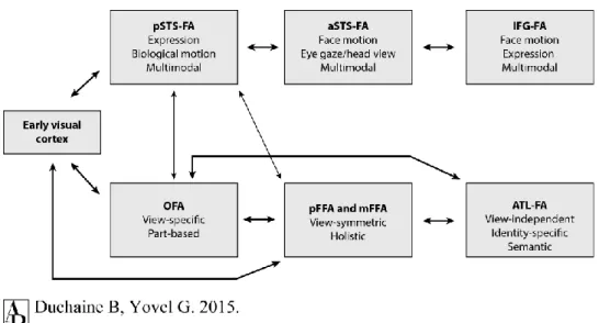 Figure 1.1. Revised framework for the roles and connections between face-selective areas