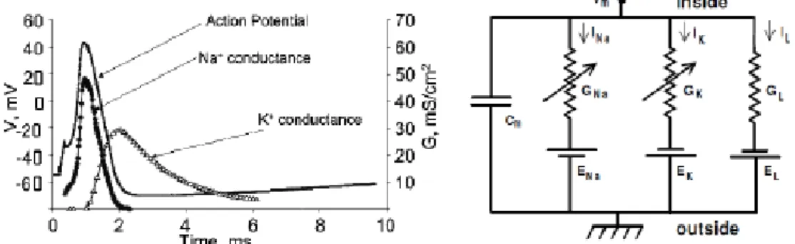 Figure 2. Left) The different channel conductance changes during the action potential