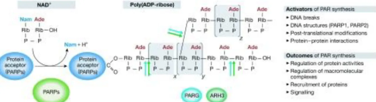 Figure  4.  Metabolism  of  poly(ADP-ribose)  (Hakmé  et  al.,  2008).  PARPs  hydrolyse  NAD +   and  catalyse  adding  ADP-ribose  units  to  glutamate  residues  of  either  acceptor  proteins  (heteromodification)  or  themselves  (automodification)