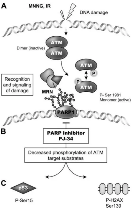 Figure  6.  ATM-  and  PAR-dependent  DNA  break  recognition  (Haince  et  al.,  2007)