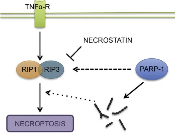 Figure 9. Schematic diagram of necroptosis (Aredia and Scovassi 2014). TNF induces  the association of RIP1 and RIP3 (necrostatin is inhibiting it) in which process, PARP-1  directly  can  regulate  necroptosis  or  indirectly,  producing  Poly(ADP-ribose)