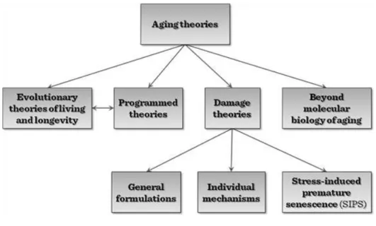 Figure 2 Aging theories (www.tankonyvtar.hu) 